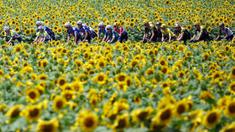 Pembalap melewati perkebunan bunga matahari saat beraksi pada ajang Tour de France 2023 di Limoges, Prancis (8/7/2023). Tour de France merupakan salah satu kejuaraan balap sepeda jalanan paling tua dan bergengsi di dunia. (Photo by Anne-Christine POUJOULAT / AFP)