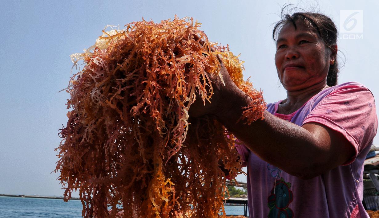 FOTO: Menengok Budidaya Rumput Laut di Pulau Panggang ...