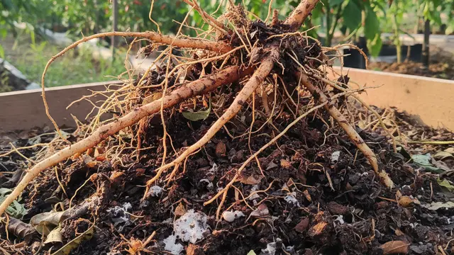 Cara Memanfaatkan Semua Bagian Tanaman Cabai (Foto: Gemini AI)