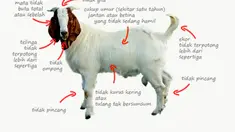 Banyaknya penjual kambing kurban menjelang Idul Adha membuat anda harus pandai-pandai memilih kambing yang sehat. Berikut ini ada 6 tips untuk anda (Istimewa)