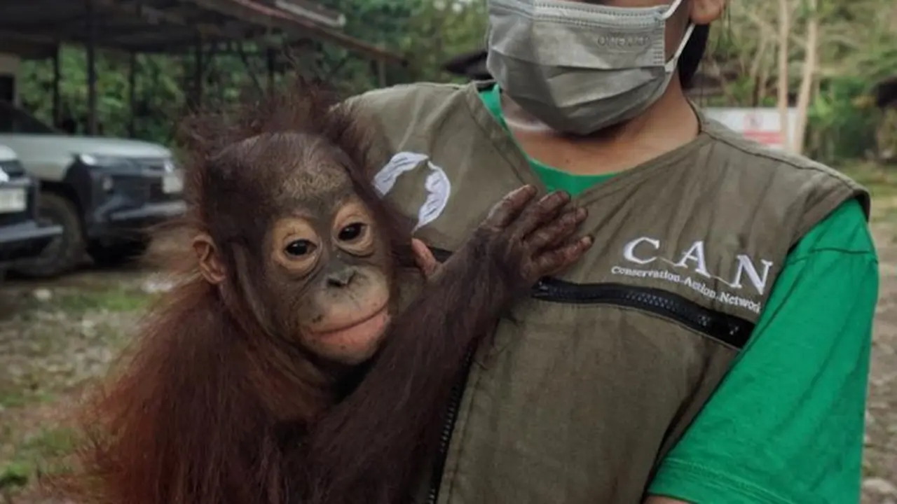Bayi Orangutan Panji Dievakuasi.