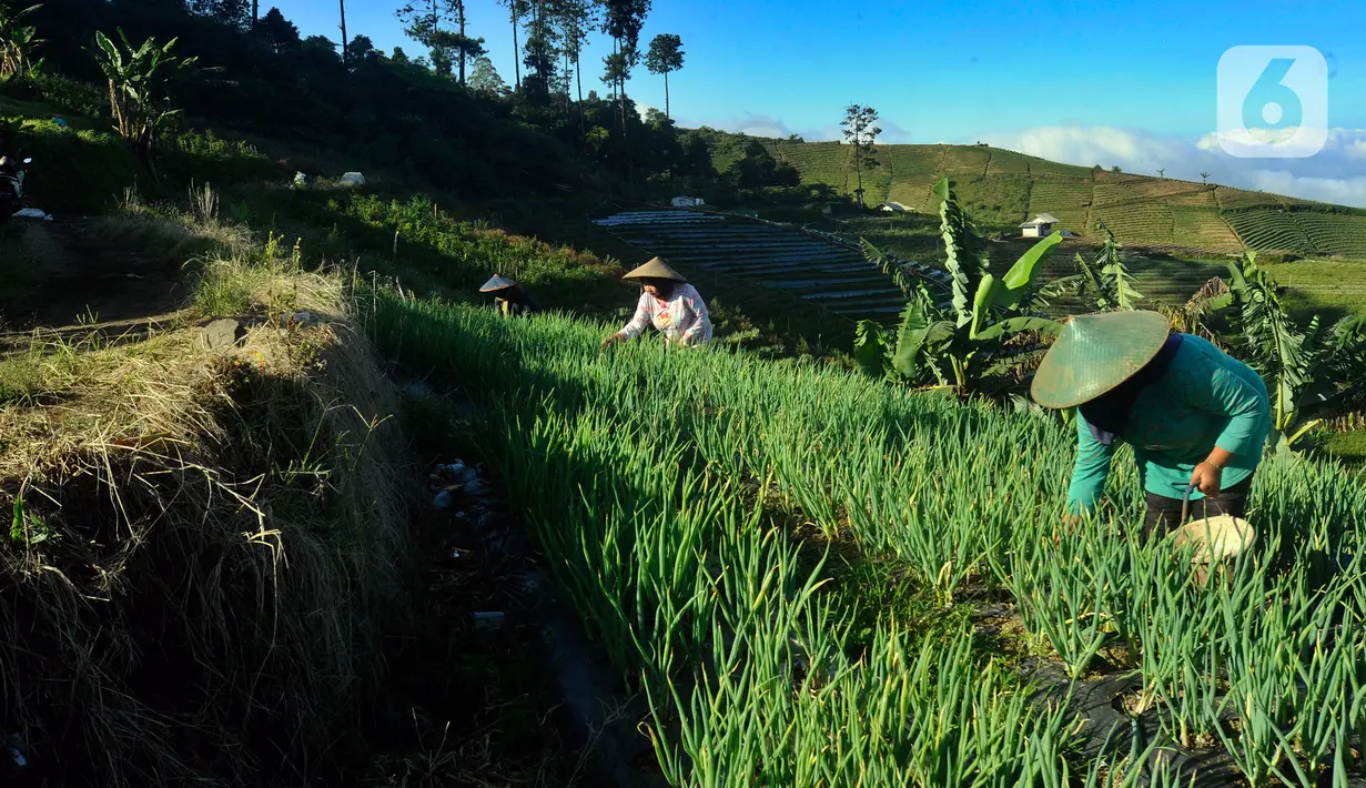 Sejauh ini, ketersediaan pupuk menjadi keresahan yang paling banyak dikeluhkan petani dari setiap daerah. (merdeka.com/Arie Basuki)