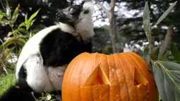 Lemur lorek hitam-putih berdiri di samping labu yang diletakkan dalam kadang Kebun Binatang San Francisco, California, 26 Oktober 2018. Lemur di kebun binatang itu menerima labu berisi kudapan untuk merayakan Halloween. (Justin Sullivan/Getty Images/AFP)