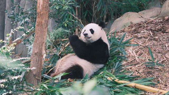 Giant Panda