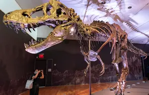 Fosil T-Rex Terbesar Dilelang, Diprediksi Laku Rp 541 Miliar