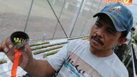 Jenis Sayuran yang Dapat Tumbuh dengan Cara Hidroponik