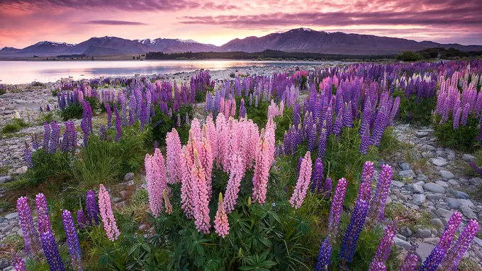 Akaroa, Menikmati Nuansa Perancis di Daratan Selandia Baru