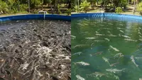 Ternak Lele vs Patin Mana Lebih Stabil? Tinjauan Modal dan Untungnya