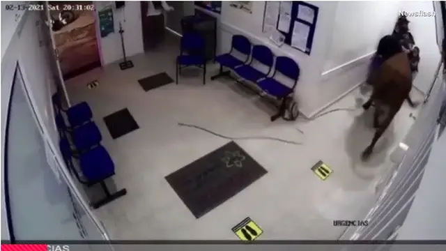 sapi masuk ke rumah sakit