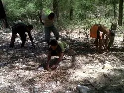 Masyarakat NTT tengah mencari asam di dalam hutan