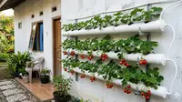 Ide Hidroponik Buah Stroberi di Rak Gantung Tembok Rumah yang Estetik dan Produktif