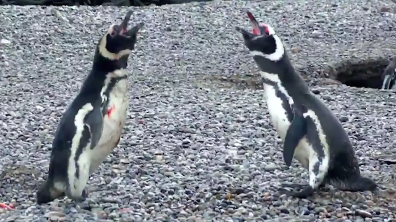 Pasangan Tepergok Selingkuh, 2 Penguin Jantan Bertarung Sengit