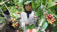 Para petani di Agrowisata Kopi Lego Banyuwangi memeti ceri kopi (Istimewa)
