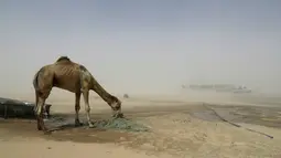 Seekor unta saat berada di penampungan perbatasan Abu Samrah antara Arab Saudi dan Qatar, (20/6). Menyusul konflik antar-kedua negara, pihak Arab Saudi menyatakan unta dan domba milik warga Qatar harus meninggalkan daerahnya. (AFP Photo/Stringer)