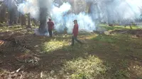 Upaya pencegahan hama ulat api dengan fogging di Mamuju Tengah (Foto: Liputan6.com/istimewa)