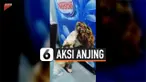 AKSI ANJING