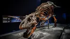 Gambar yang diambil pada 1 Juni 2018 menunjukkan kerangka dinosaurus Tyrannosaurus Rex di Museum Nasional Sejarah Alam Prancis di Paris. Trix yang punya banyak gigi tajam adalah kerangka Trex asli pertama yang dipajang di Prancis (AFP/STEPHANE DE SAKUTIN)
