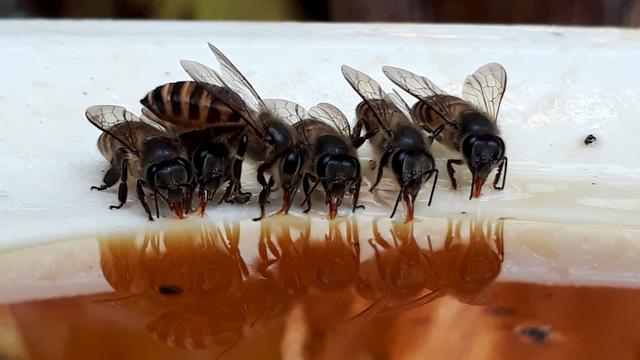 Ilustrasi – Lebah, salah satu hewan yang disebut dalam Al Quran. (Liputan6.com/Muhamad Ridlo)