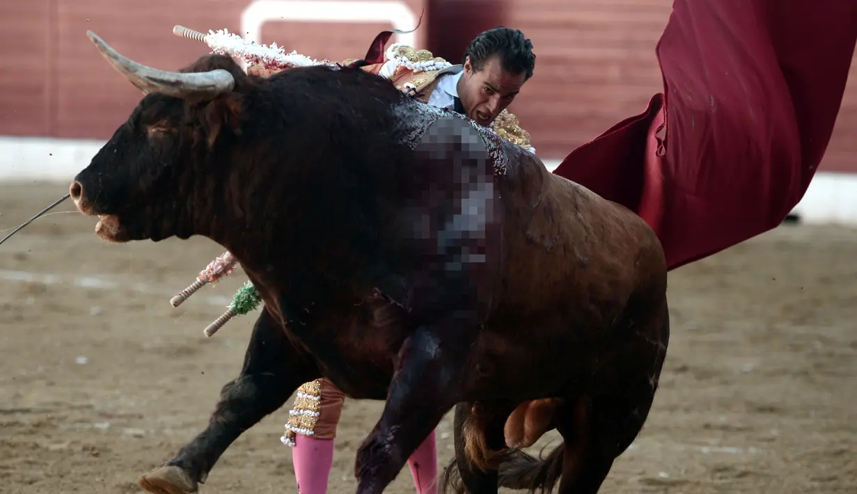 Seorang matador, Ivan Fandino menunjukkan keterampilannya dalam adu banteng di sebuah arena di Prancis barat daya, Sabtu (17/6). Matador berusia 36 tahun itu mengalami luka parah setelah tanduk lawannya menembus paru-parunya. (IROZ GAIZKA/AFP)