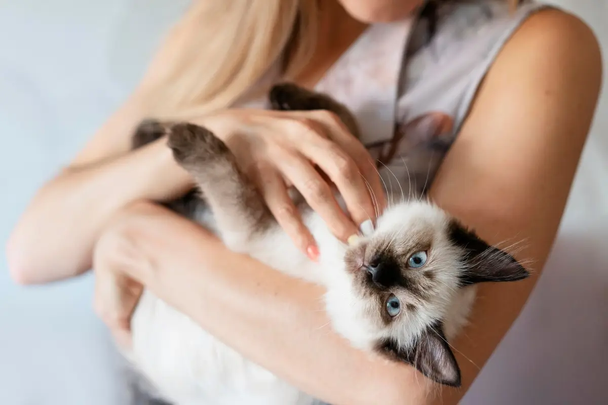 MBTI Kucing