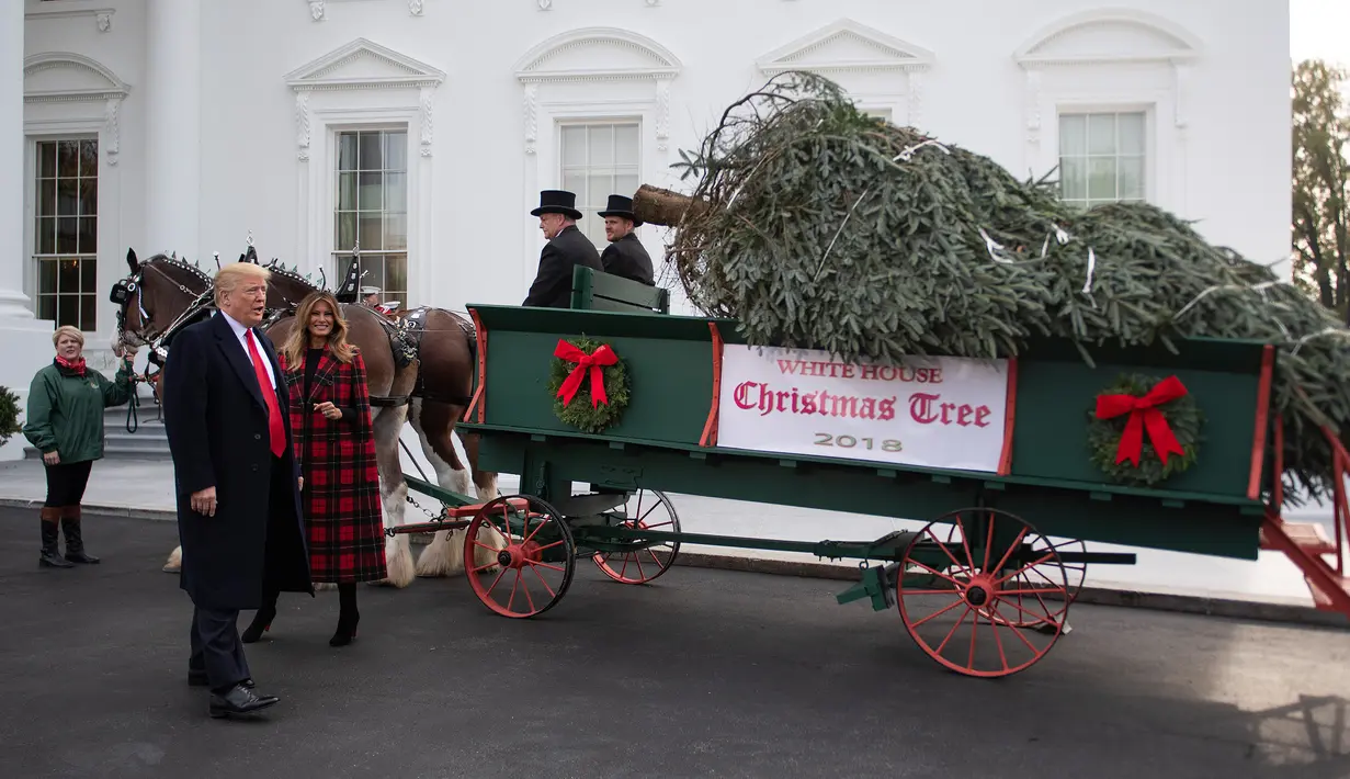 Presiden Donald Trump bersama First Lady AS, Melania Trump menyambut kedatangan pohon Natal resmi Gedung Putih di halaman Utara Gedung Putih, Washington, Senin (19/11). Pohon Natal tersebut diantar dengan kereta kuda. (Jim WATSON / AFP)