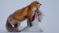 Foto hasil jepretan Don yang berjudul “A Tale of Two Foxes” ini berhasil menguak perubahan laku rubah merah yang diakibatkan perubahan iklim. 