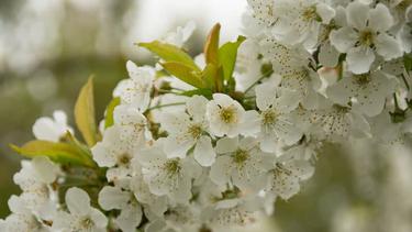 Inilah 10 Bunga Tercantik Teristimewa Di Dunia Apa Saja Fashion Fimela Com