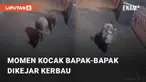 Beredar sebuah video viral terkait bapak-bapak dikejar kerbau. Sang bapak tengah naik motor dan melintasi pos jaga di sebuah perumahan