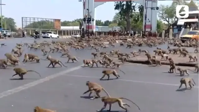 Viral, Ratusan Monyet Kelaparan di Thailand Berebut Makanan Akibat Sepi Wisatawan