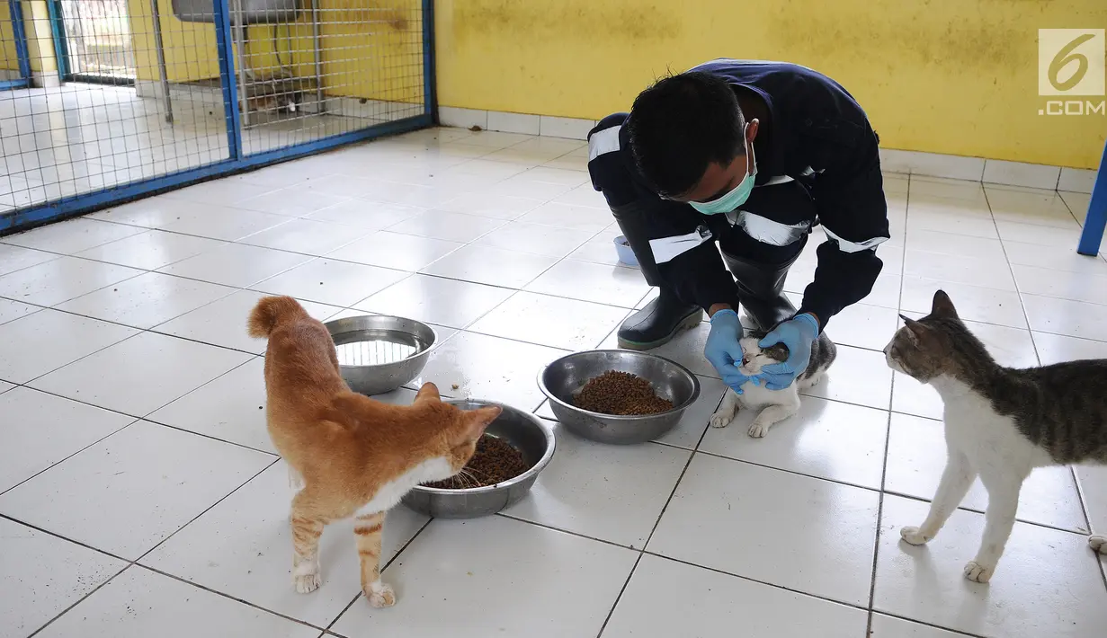 Petugas mengecek kucing di pusat kesehatan hewan (Puskeswan), Jakarta, Kamis (10/1). Kucing yang belum siap diadopsi tersebut masih dalam proses vaksinasi dan sterilisasi. (Liputan6.com/Herman Zakharia)