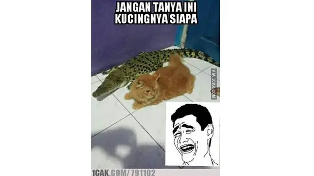 Kelakuan 5 Kucing Cari Perhatian Ini Bikin Tepuk Jidat