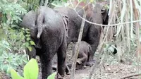 Dua ekor gajah mencuri beras dan minyak milik warga. Foto: (M Syukur/Liputan6.com)