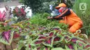Petugas PPSU merawat tanaman di kolong flyover di Taman Bibit di Kebayoran, Jakarta, Jumat  (12/3/2021). Taman Bibit dimanfaatkan guna memenuhi kebutuhan bibit tanaman di beberapa daerah di Jakarta Selatan serta bagi warga yang membutuhkan akan diberikan secara gratis. (Liputan6.com/Angga Yuniar)