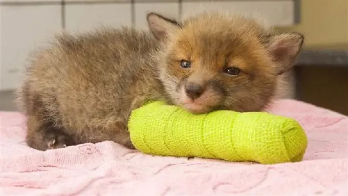 [Bintang] hewan gips