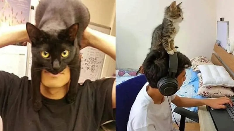 6 Tingkah Kucing di Atas Kepala Ini Bikin Elus Dada, Latih Kesabaran