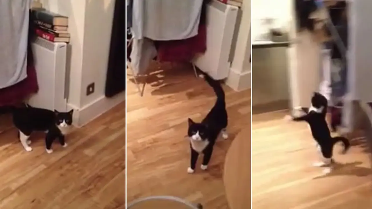 kucing-pelompat-140212c.jpg