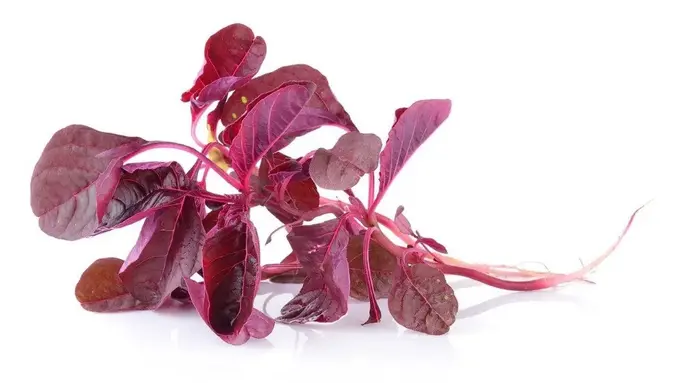 Bayam Merah (Sumber: istock)