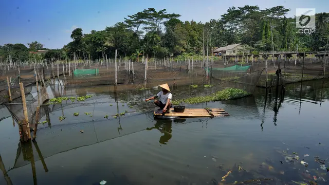 Peternak Ikan Hias