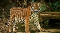 Ilustrasi Mimpi harimau/https://www.shutterstock.com/Djohan Shahrin