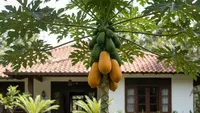 9 Sayuran Buah yang Mudah Tumbuh, Solusi Kebun Rumahan Praktis dan Cepat Panen