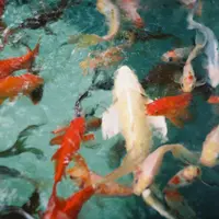 Ilustrasi Ikan Mas/https://unsplash.com/Karlina Maslina