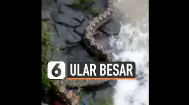 Warga Petamburan Tanah Abang Jakarta dihebohkan dengan kemunculan ular besar sepanjang 5 meter hari Rabu (10/2). Ular tersebut tampak di bantaran sungai.
