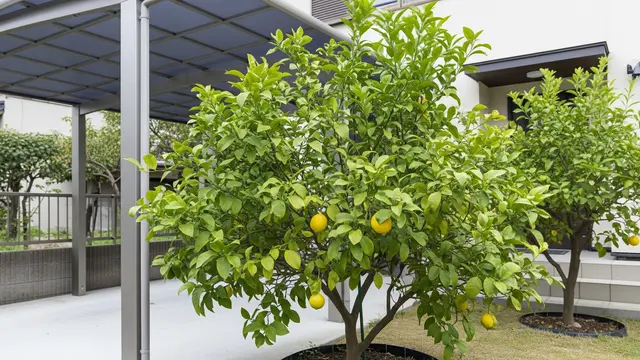 Pohon Buah Berakar Aman untuk Dekat Teras dan Carport (AI)