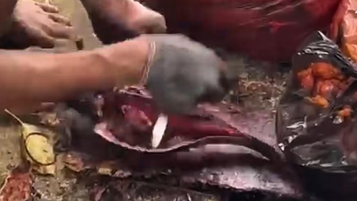 Warga Tangkap Ikan Sapu-Sapu, Dijual ke Penampung Rp 15 Ribu per Kg