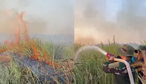 Kebakaran Way Kambas Belum Padam, Api Muncul Lagi