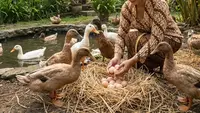 9 Jenis Ternak Rumahan Cocok untuk Ibu Rumah Tangga, Tambah Pemasukan