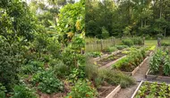 Food Forest vs Kebun Sayur Biasa, Mana Lebih Menguntungkan? Simak Ulasan Selengkapnya