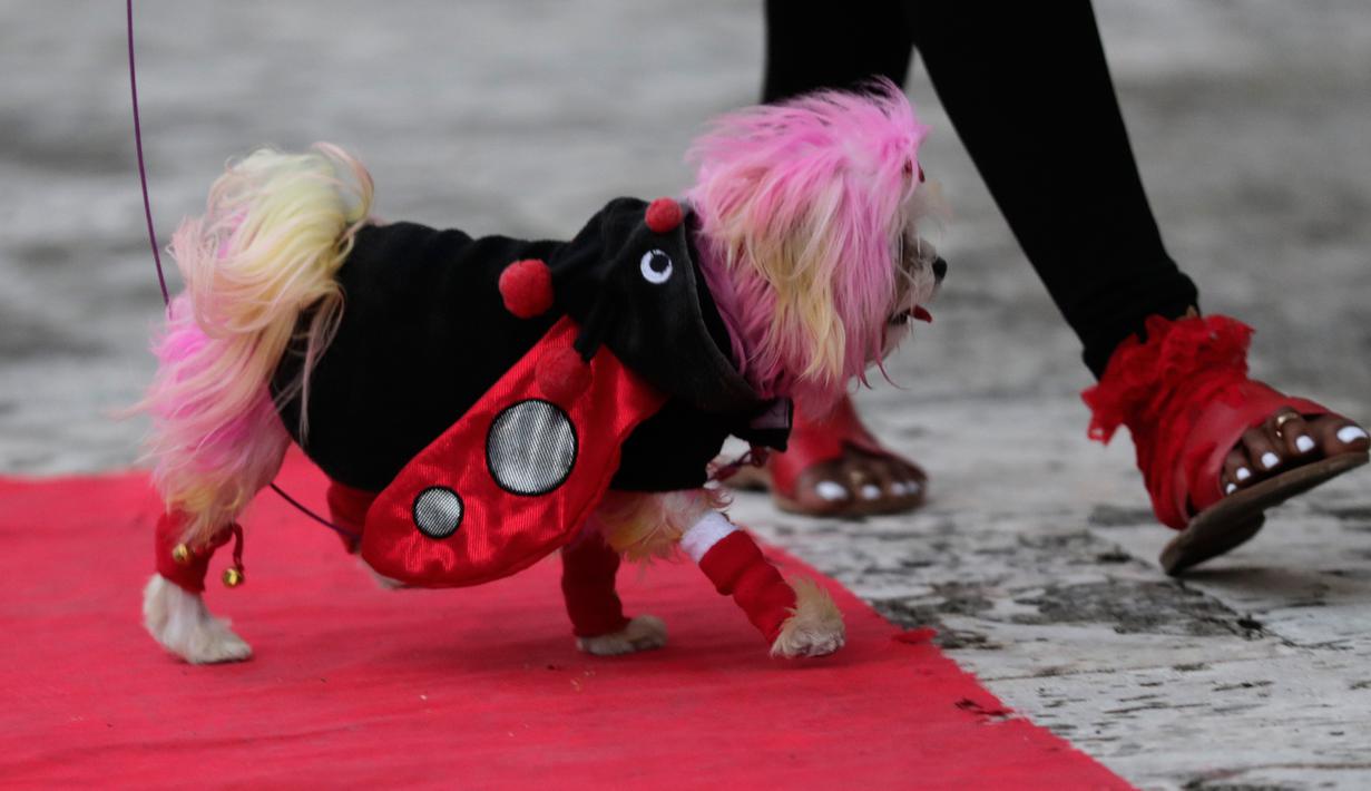 Seekor anjing bernama Fetti berjalan di karpet merah saat mengikuti kontes kostum anjing Halloween tahunan di Coral Gables Museum, Coral Gables, Florida, Amerika Serikat, Kamis (31/10/2019). (AP Photo/Lynne Sladky)