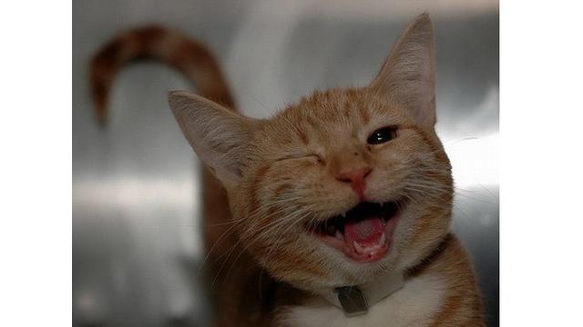 Potret 7 Hewan Selfie Ini Menggemaskan, Narsisnya Kebangetan