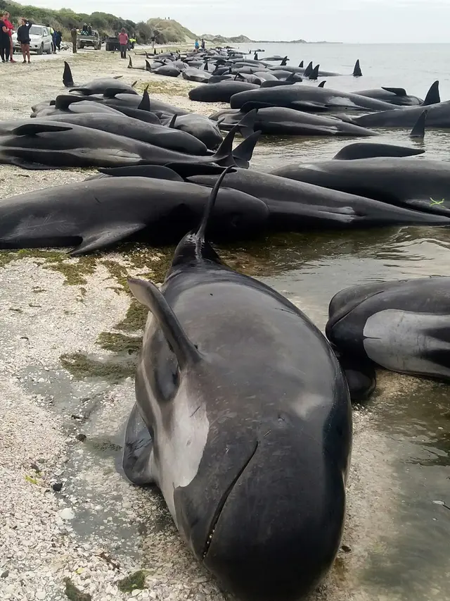 20170210-Lebih dari 400 Paus Terdampar di Pantai Selandia Baru-New Zealand